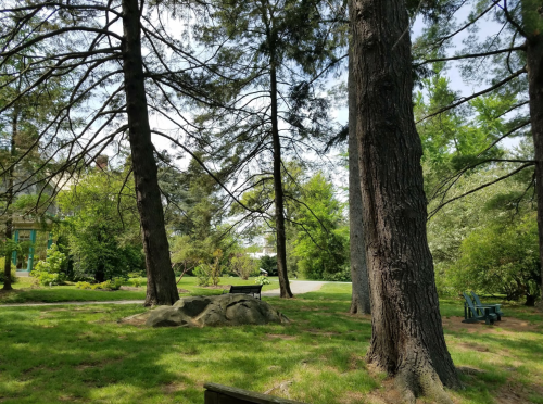 A serene park scene with tall trees, a rock, and a bench surrounded by lush greenery under a clear sky.