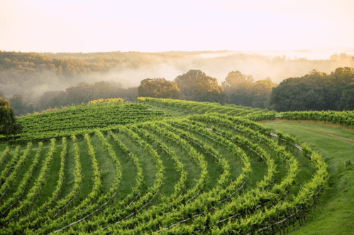A scenic vineyard with lush green rows, set against a misty landscape at sunrise.