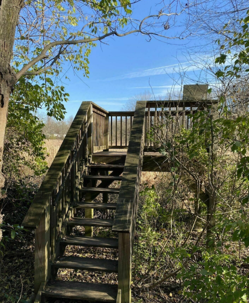 A wooden staircase leads to a platform surrounded by trees and greenery under a clear blue sky.