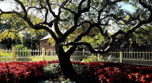 A gnarled tree with sprawling branches stands near a white fence, surrounded by vibrant red flowers and greenery.