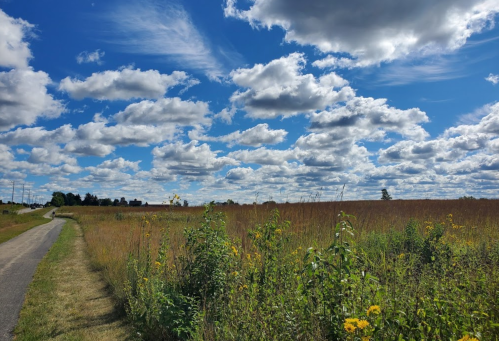 A scenic landscape featuring a path, tall grass, wildflowers, and a blue sky filled with fluffy clouds.