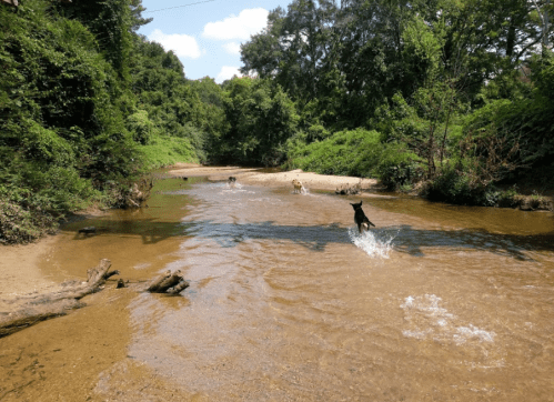 Three dogs play in a shallow stream surrounded by lush greenery and trees under a bright blue sky.