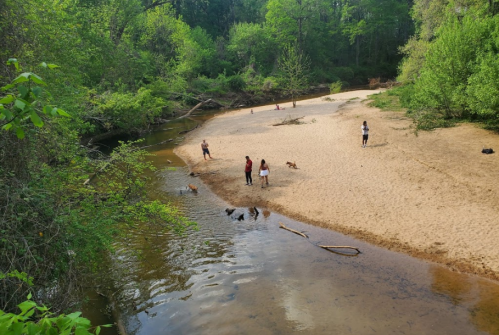 A sandy riverbank surrounded by greenery, with people and dogs enjoying the water and nature.