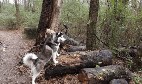 A husky dog stands on a log in a wooded area, looking curiously at the surroundings.