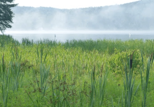 A serene lake surrounded by tall grasses and misty mountains in the background, creating a tranquil natural scene.