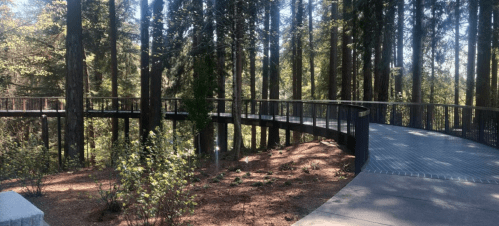 A winding pathway through a lush forest, surrounded by tall trees and dappled sunlight.