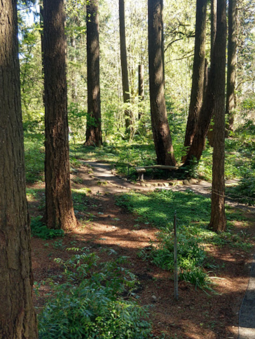 A serene forest scene with tall trees, dappled sunlight, and a path winding through lush greenery.
