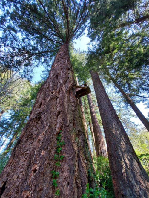 A tall tree with a textured trunk and green foliage, surrounded by other trees in a forest setting.