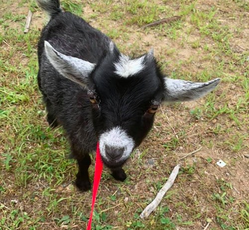 A curious black goat with white markings stands on grass, playfully holding a red ribbon in its mouth.