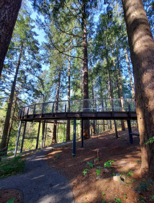 A wooden walkway elevated among tall trees in a forest, surrounded by greenery and sunlight filtering through the leaves.
