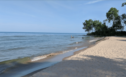 A serene beach scene with gentle waves, sandy shore, and trees lining the water's edge under a clear blue sky.