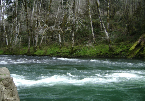 A flowing river with white rapids, surrounded by lush green vegetation and bare trees along the banks.