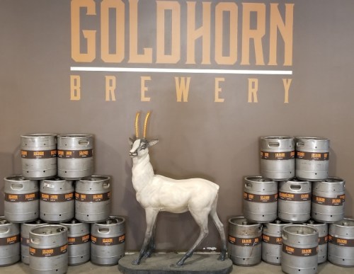 A statue of an antelope stands in front of stacked kegs at Goldhorn Brewery, with the brewery's name displayed above.
