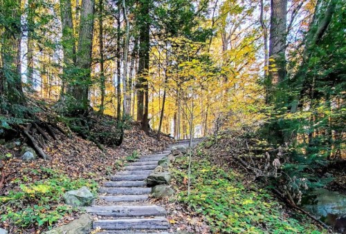 A winding wooden path through a forest with autumn leaves and trees in vibrant colors.