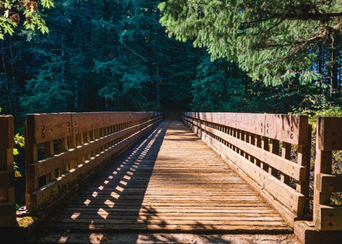 A wooden bridge stretches into a dense forest, with sunlight casting shadows on the planks.