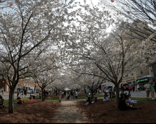 Cherry blossom trees in full bloom surround a lively park filled with people enjoying the spring day.