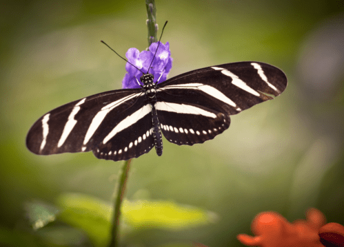 A black and white striped butterfly perched on a purple flower, surrounded by green foliage.