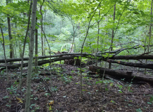 A dense forest scene with fallen trees and lush green foliage, creating a serene, natural environment.