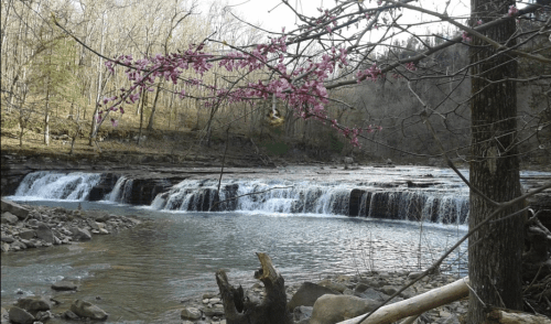 A serene waterfall cascades over rocks, surrounded by trees and blooming pink flowers in a tranquil natural setting.