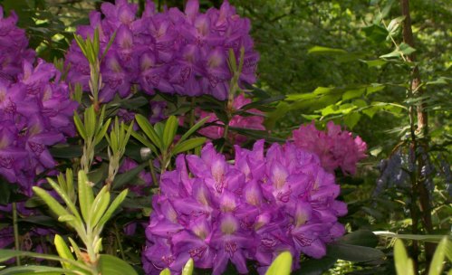 Vibrant purple rhododendron flowers bloom amidst lush green foliage in a serene garden setting.
