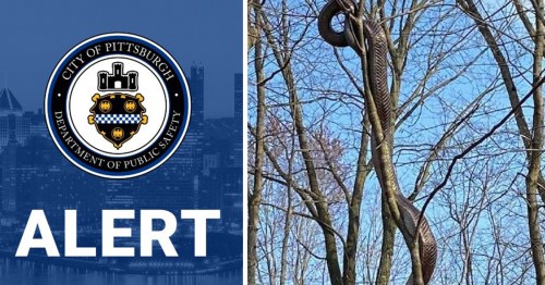 A large snake is coiled around a tree branch against a clear blue sky, with a city alert graphic in the corner.
