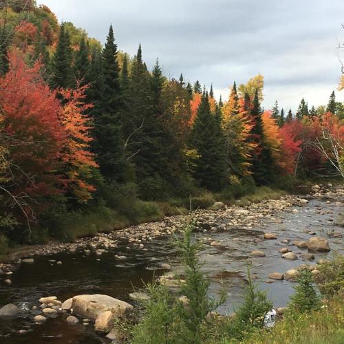 A serene river flows through a forest with vibrant autumn foliage in shades of red, orange, and green.