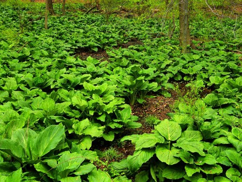 Lush green foliage covers the forest floor, with large leaves creating a dense, vibrant carpet in a wooded area.