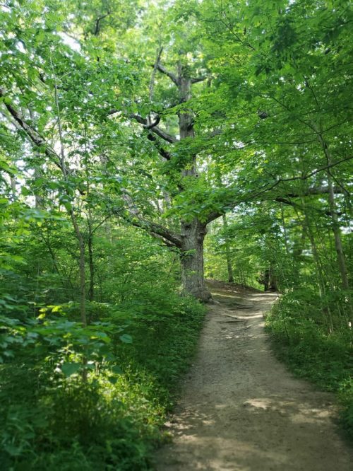 A serene dirt path winding through a lush green forest with tall trees and dappled sunlight.