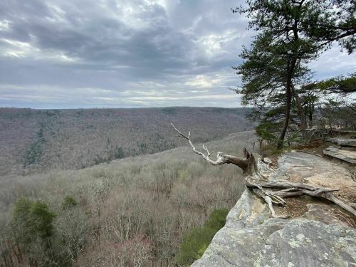 A rocky cliff overlooks a vast, wooded valley under a cloudy sky, with a gnarled tree branch extending from the edge.