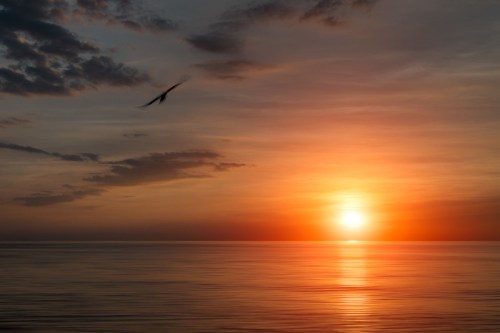 A serene sunset over calm waters, with a bird flying across the colorful sky.