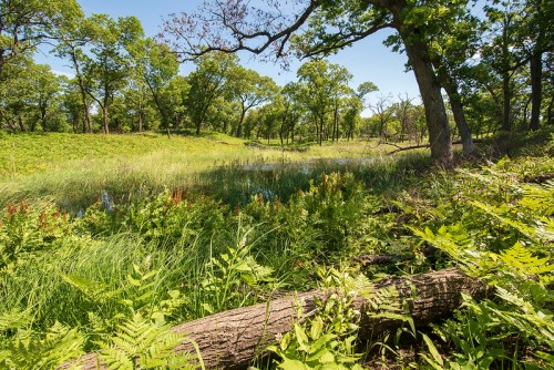Lush green landscape with tall grasses, trees, and a small pond under a clear blue sky.