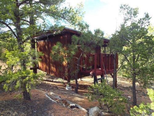 A rustic wooden treehouse nestled among tall pine trees in a forested area.