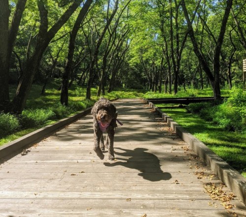 A dog walks along a wooden path in a lush, green forest, surrounded by trees and sunlight.