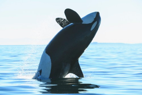 An orca breaches the surface of calm water, creating a splash against a clear sky.
