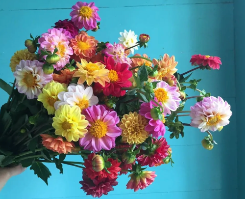 A vibrant bouquet of colorful flowers, including dahlias, against a light blue background.