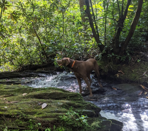 A brown dog stands by a stream in a lush, green forest, surrounded by trees and mossy rocks.