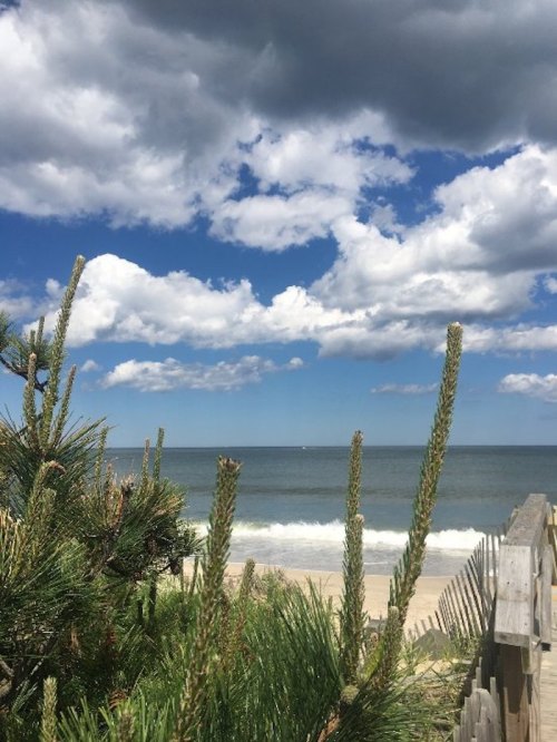 A serene beach scene with gentle waves, framed by green plants and a cloudy blue sky.