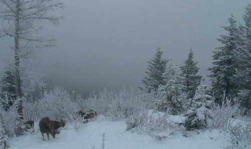 A snowy landscape with frosted trees and a moose foraging in the foreground, shrouded in fog.