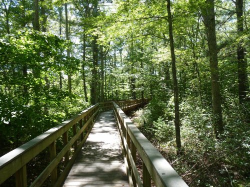 A wooden boardwalk winding through a lush green forest with sunlight filtering through the trees.