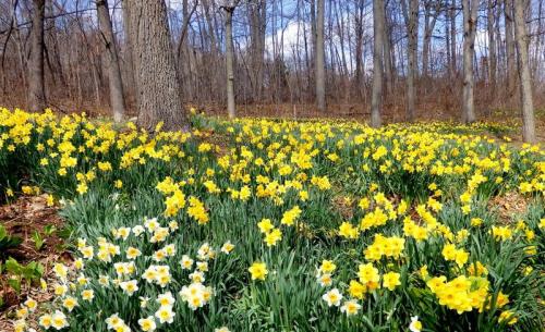 A vibrant field of yellow and white daffodils blooms among bare trees in a sunny forest setting.