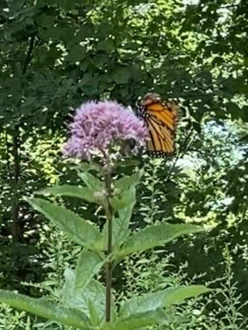 A butterfly perched on a purple flower, surrounded by green foliage in a natural setting.