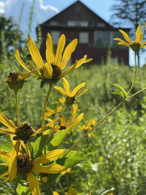 A cluster of bright yellow flowers in the foreground with a red house and green grass in the background under a blue sky.
