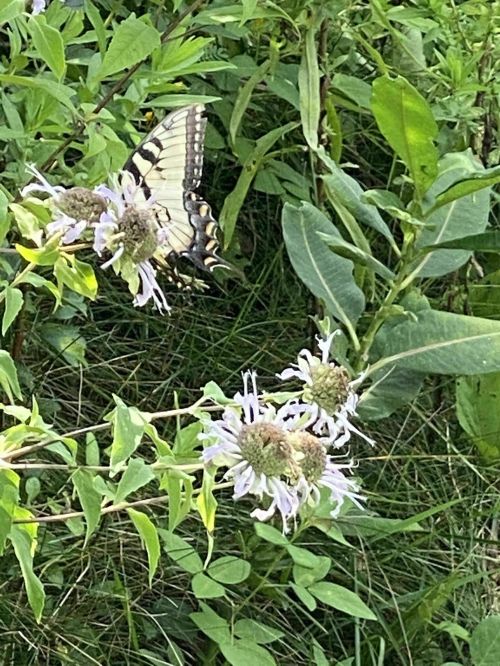 A butterfly perched on light purple flowers amidst green foliage in a natural setting.
