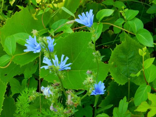 A cluster of blue flowers surrounded by vibrant green leaves in a natural setting.