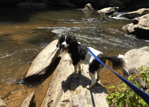 A black and white dog stands on a rock by a river, looking back with its tongue out, surrounded by water and greenery.