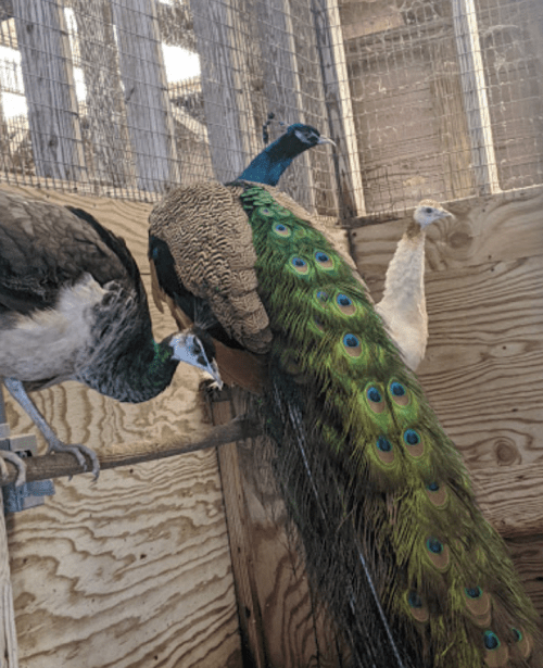 A group of peacocks in a wooden enclosure, showcasing vibrant feathers and distinct colors.