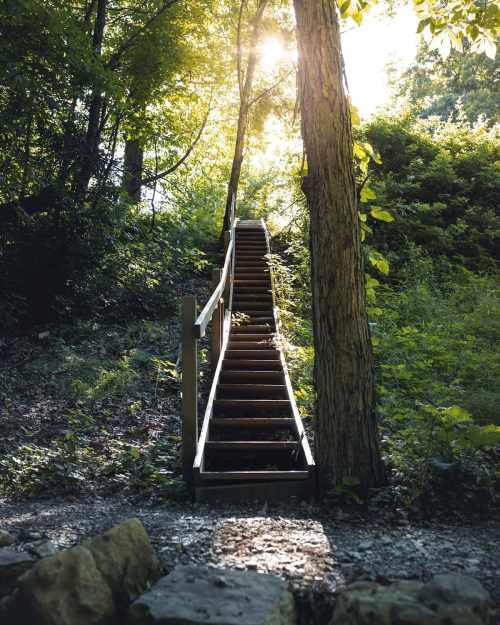 A wooden staircase leads up through a lush green forest, with sunlight filtering through the trees.