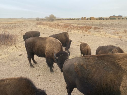 A herd of bison grazing in a dry, open landscape with hay bales in the background under a cloudy sky.