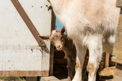 A young goat peeks out from behind an adult goat near a wooden structure.