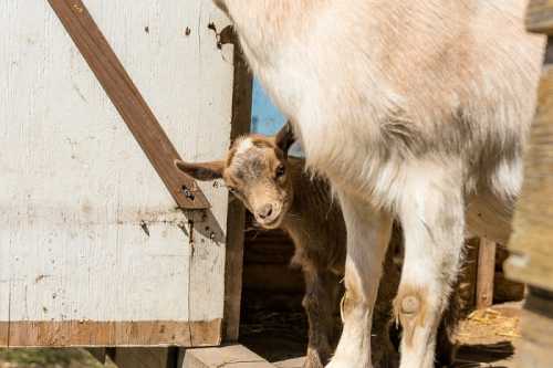 A young goat peeks out from behind an adult goat near a wooden structure.